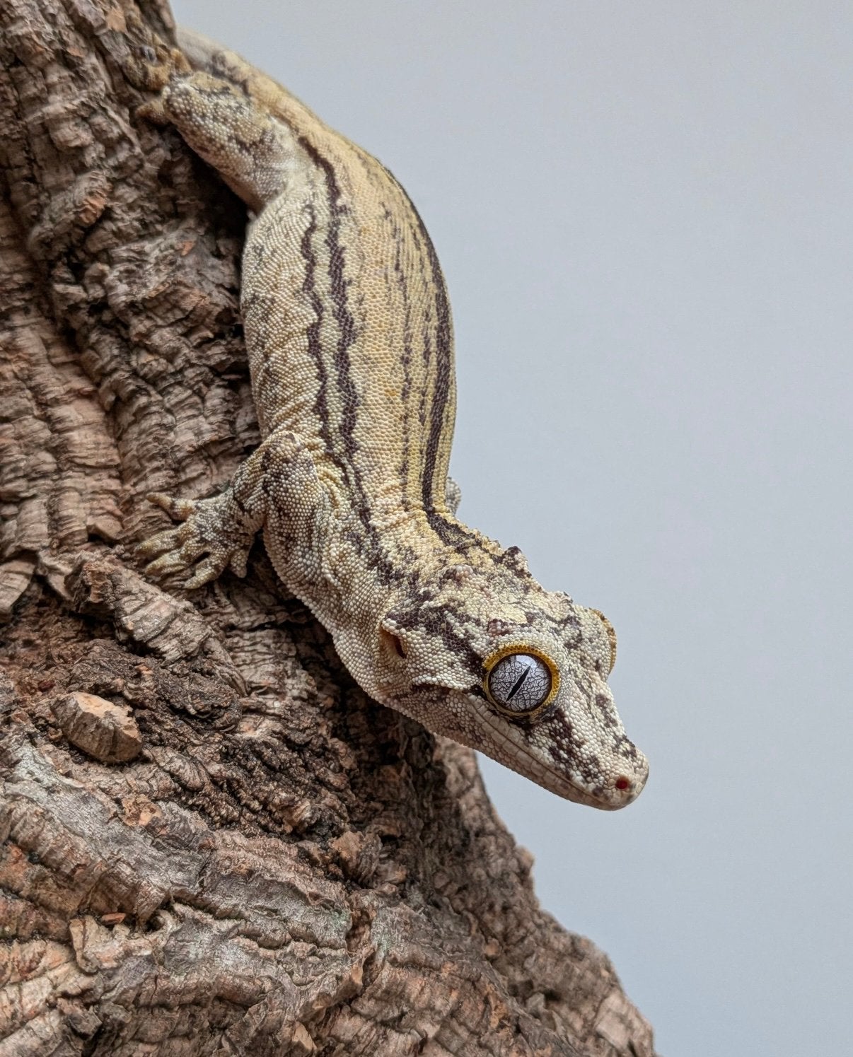 Gargoyle gekko man, Hagedis, 0 tot 2 jaar