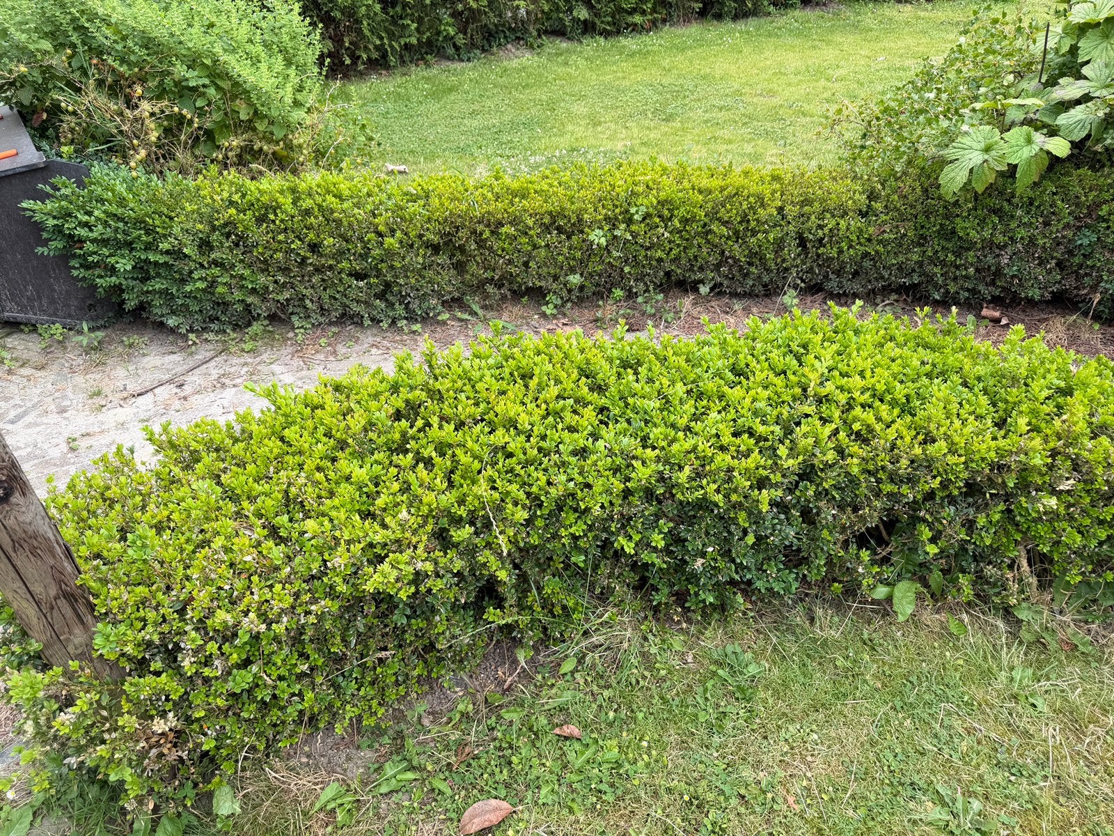 Gratis buxushaag, Tuin en Terras, Ophalen, Overige soorten