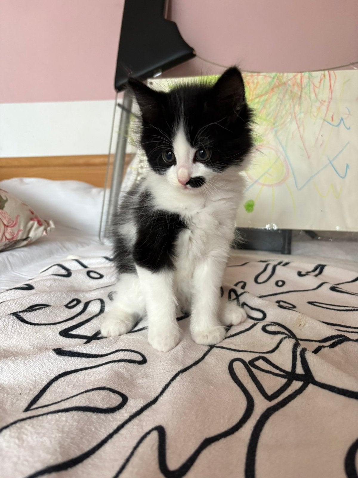 Kittens geboren 11 april. Vanaf 6 juni ophalen, Meerdere dieren