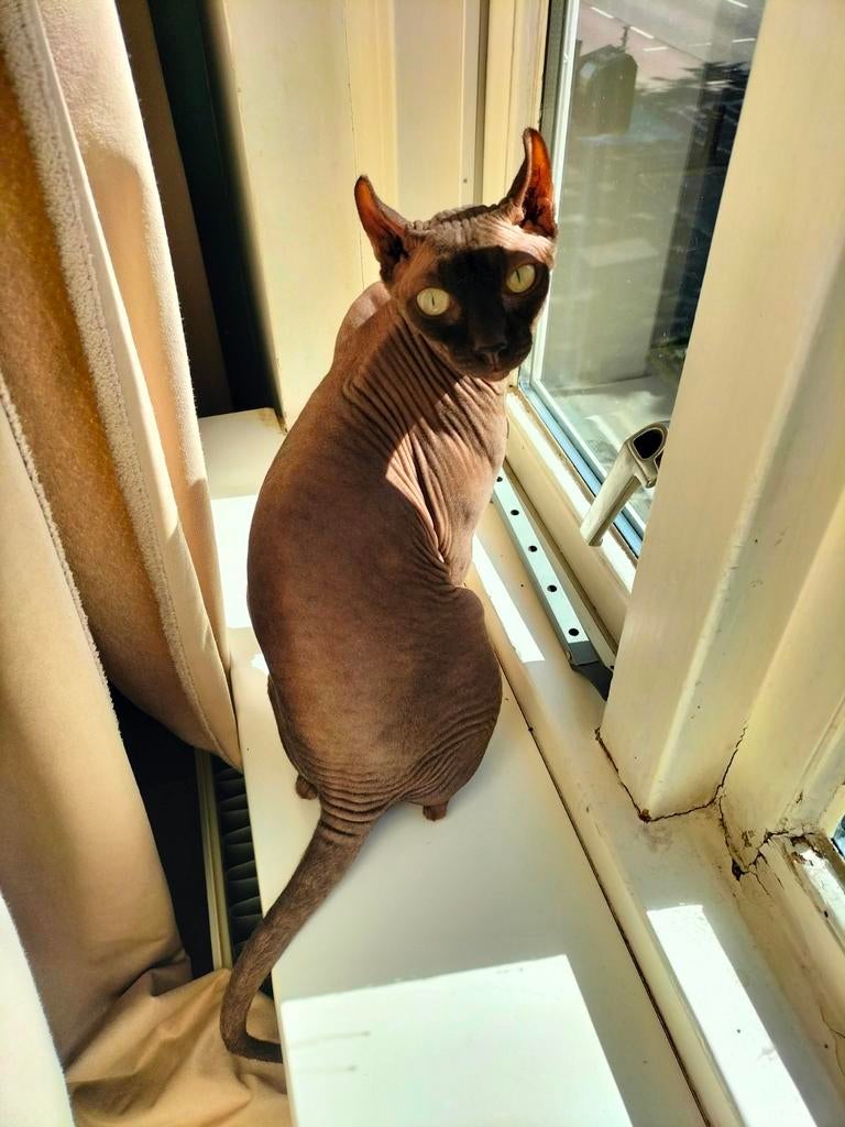 Lieve kater ️ 2 jaar, Kater, Gechipt