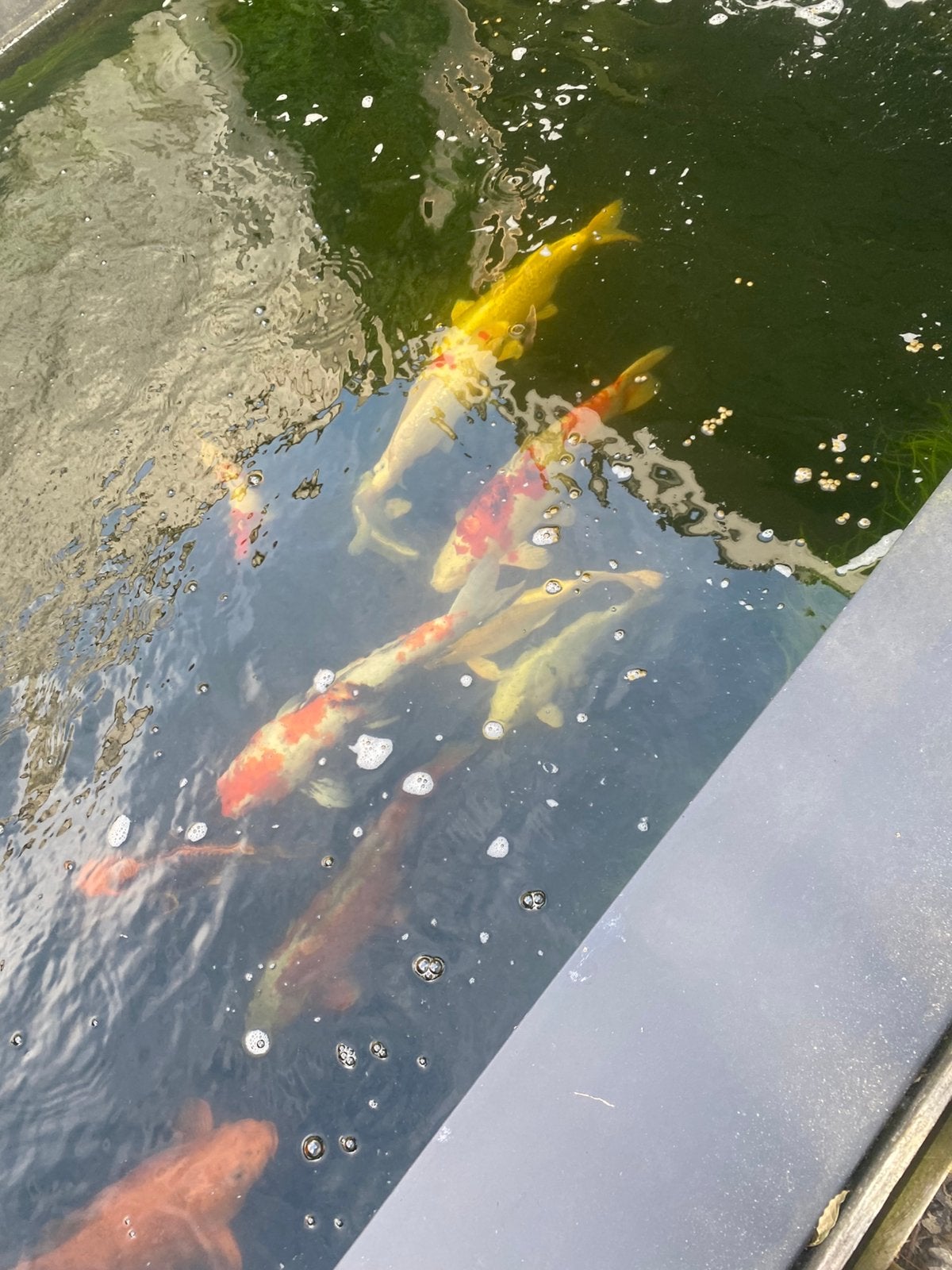 Koikarpers en vijver plus toebehoren te koop, Dieren en Toebehoren, Vissen | Vijvervissen, Karper of Koi