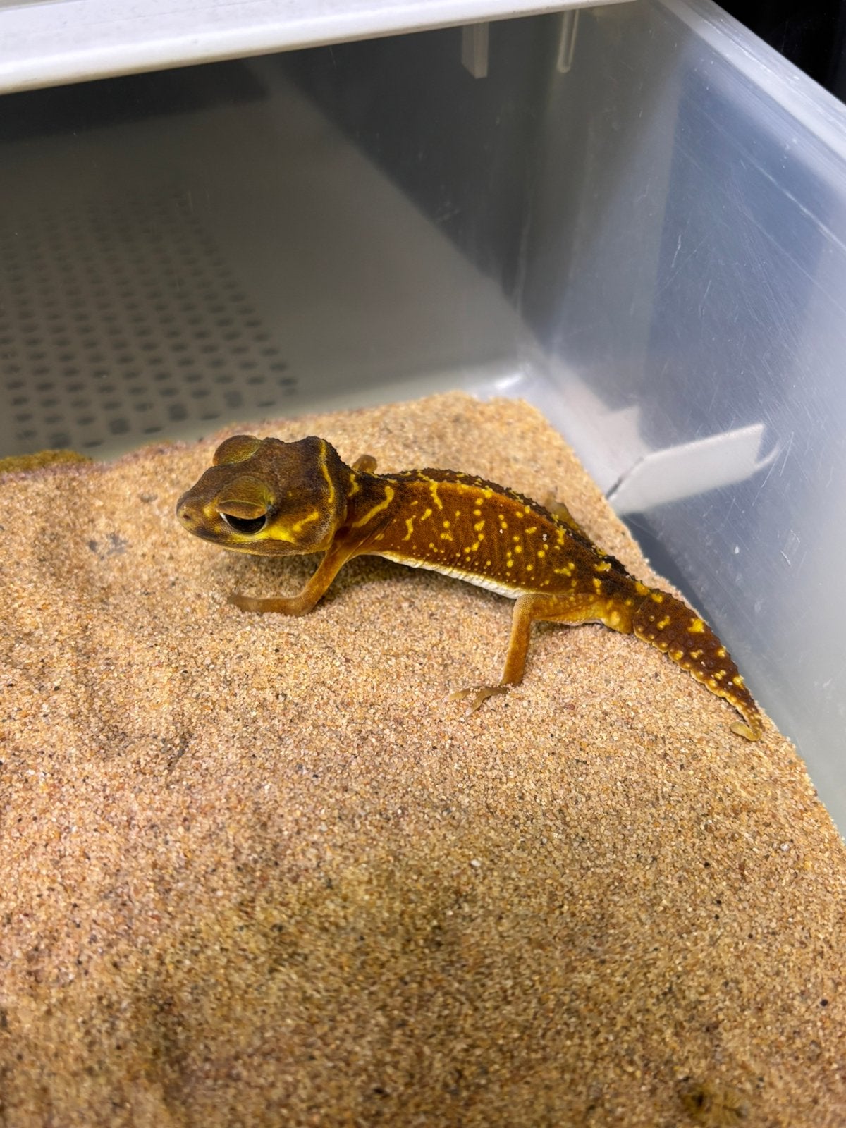 Nephrurus levis mannen, Hagedis, 0 tot 2 jaar