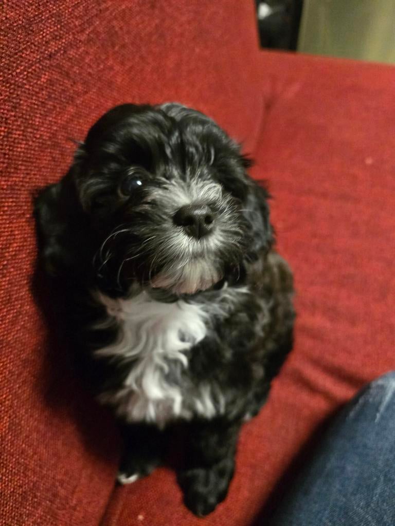 Prachtige Maltipoo Pup, NOG 1 REUTJE – Sociaal (UBN 8733805), Dieren en Toebehoren, Overige rassen, 8 tot 15 weken, Parvo, Meerdere
