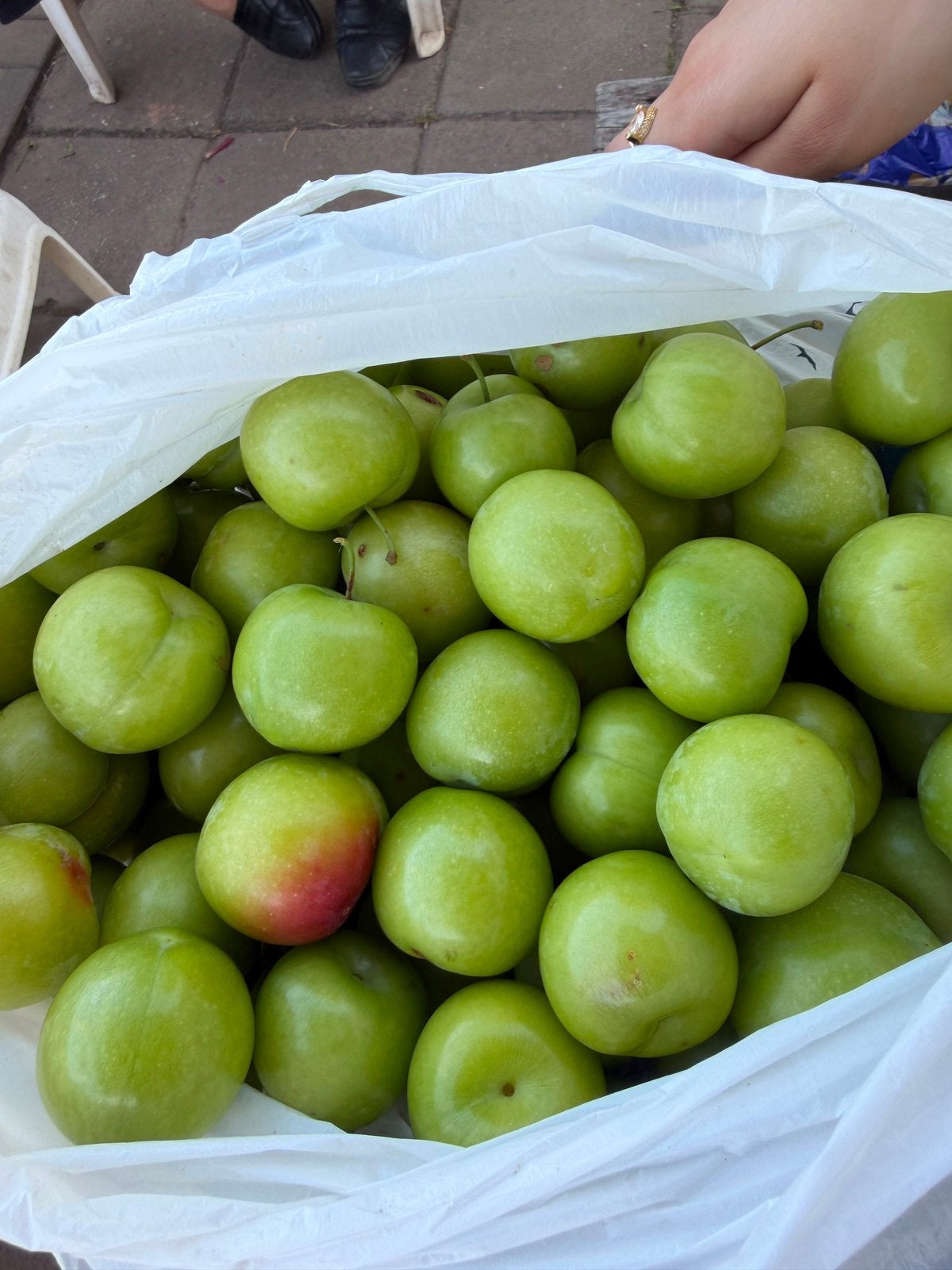 Verse groene pruimen – rechtstreeks van de boom!, Ophalen