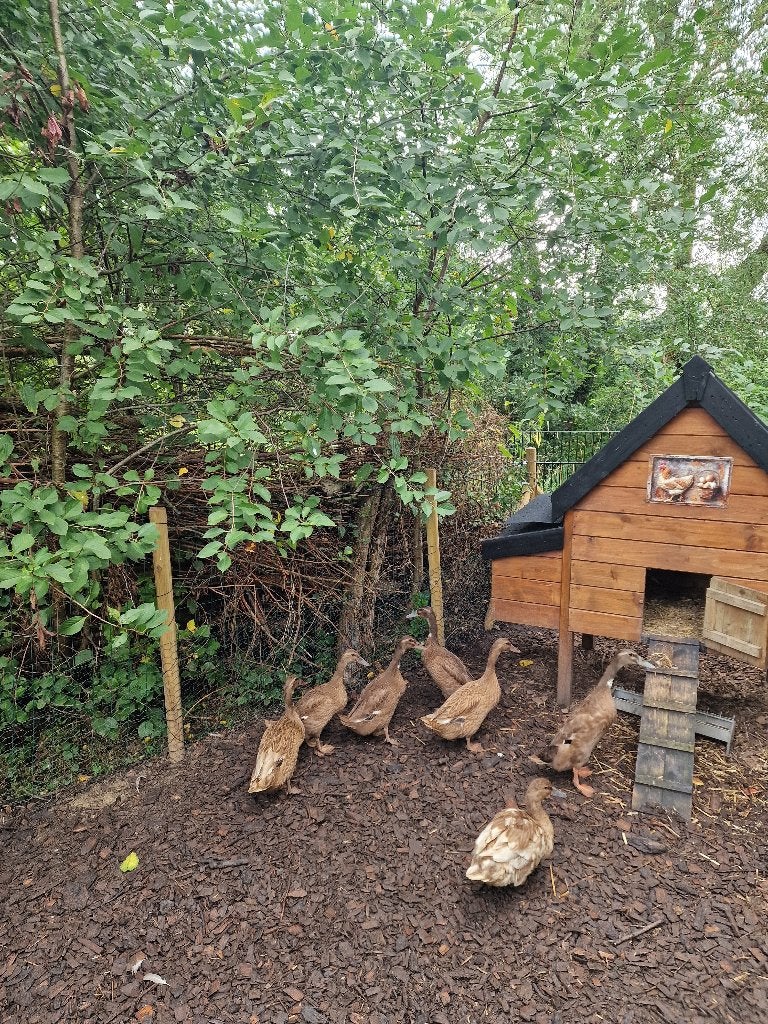 Eend kruising Campbell + Indische Loopeend, Dieren en Toebehoren, Vrouwelijk, Eend