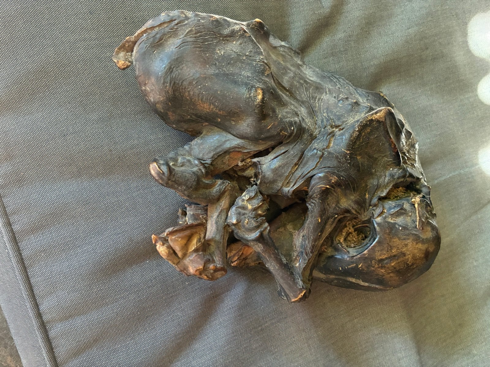 Versteend kalfje.mummie , zeer zeldzaam, Ophalen of Verzenden, Fossiel