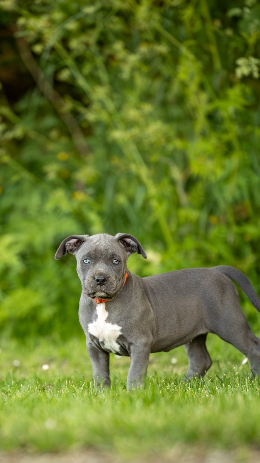 American Bully XL, Parvo, Overige rassen, 8 tot 15 weken, Meerdere