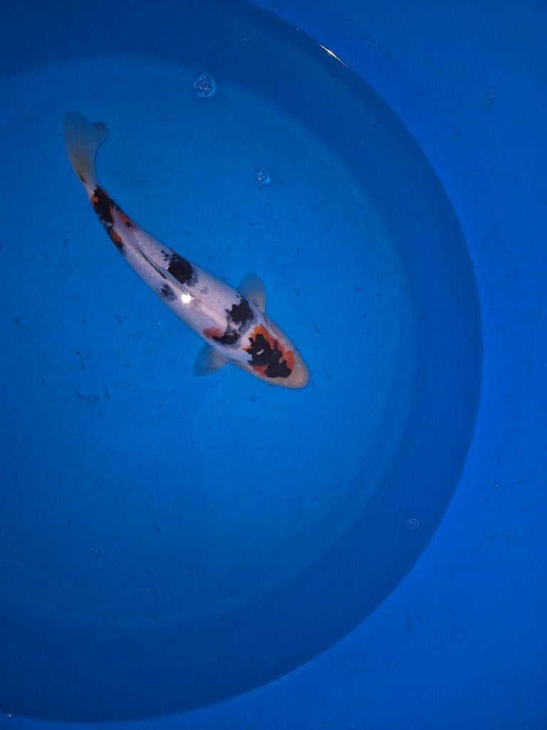 Showa, Karper of Koi