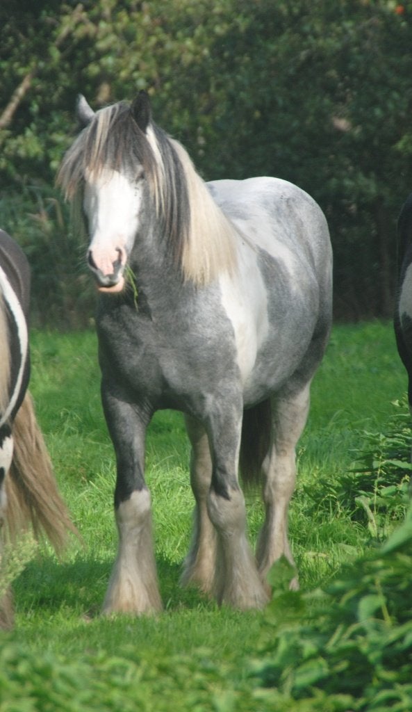 Irish Cob / tinker ruinen en merries, Meerdere dieren