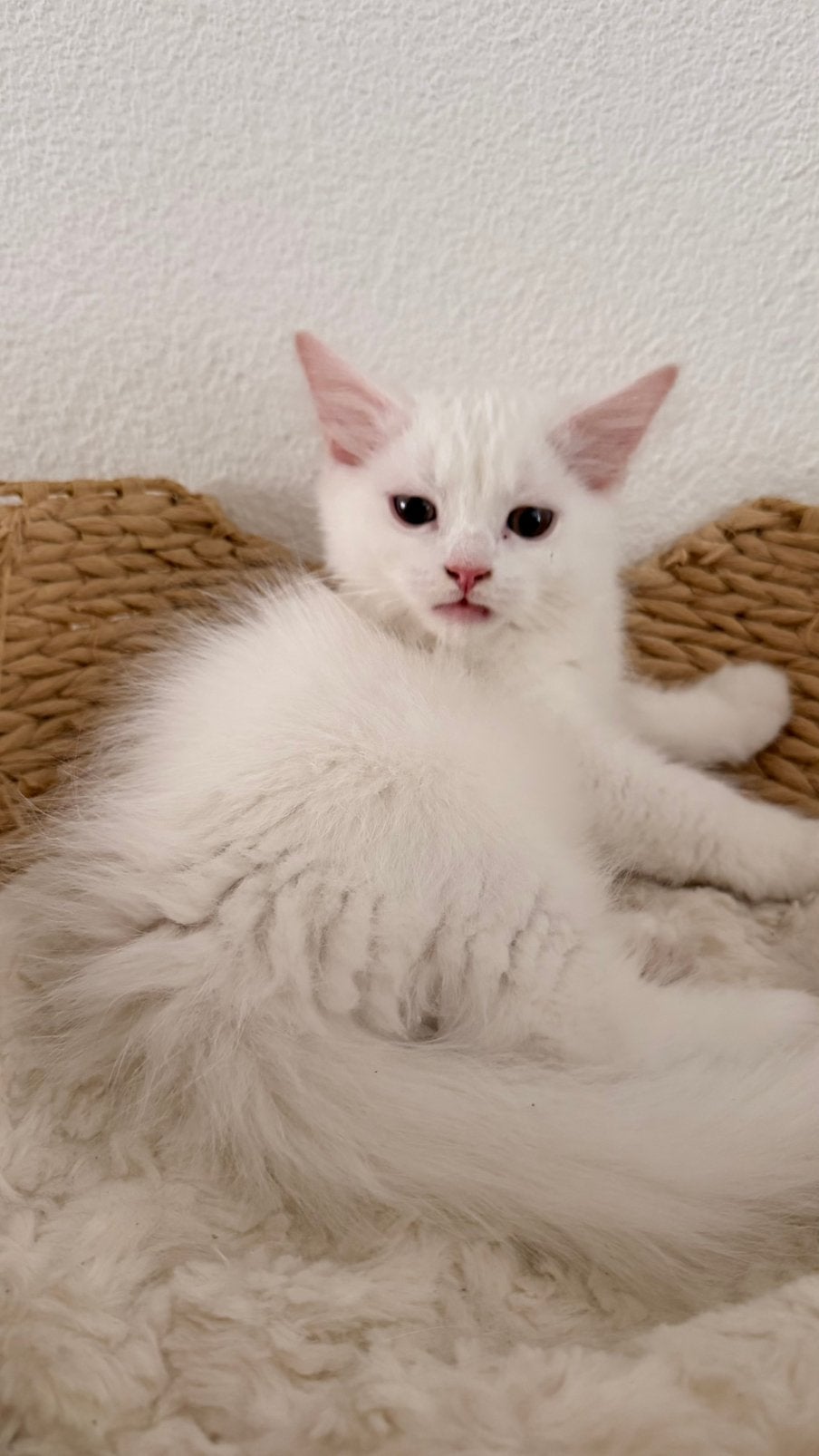 Prachtige Britse langhaar en korthaar mix kittens, Meerdere dieren, Ontwormd