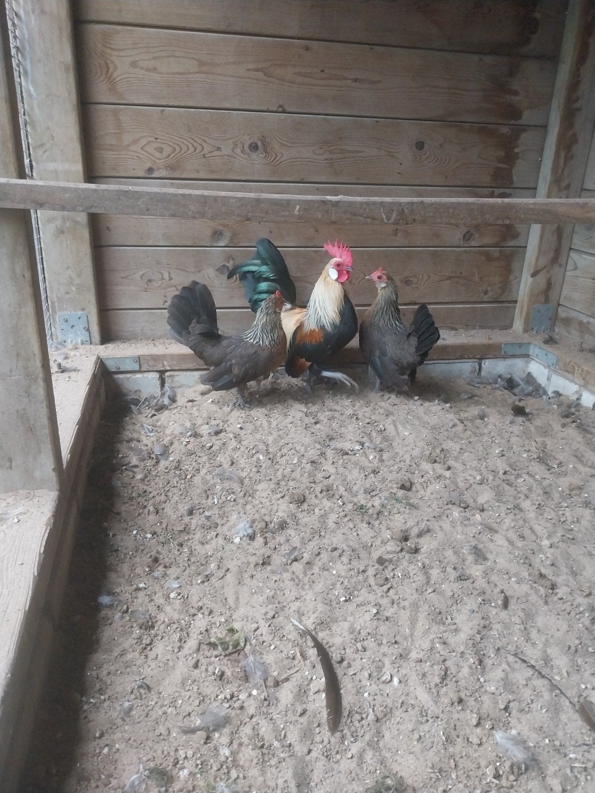 hollandsekriel geelpartijs, Dieren en Toebehoren, Meerdere dieren, Kip