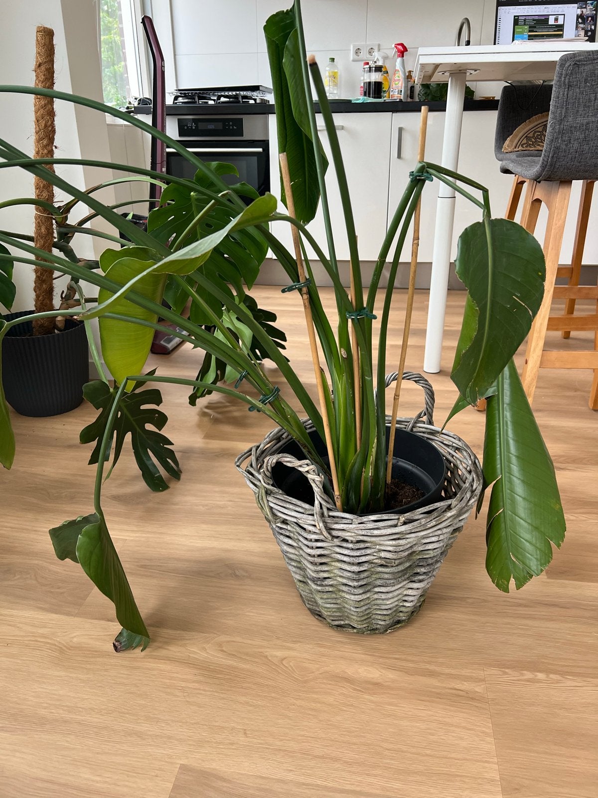 Twee Strelitzia planten zonder pot, Huis en Inrichting, Kamerplanten, Overige soorten, Minder dan 100 cm, Groene kamerplant, Halfschaduw