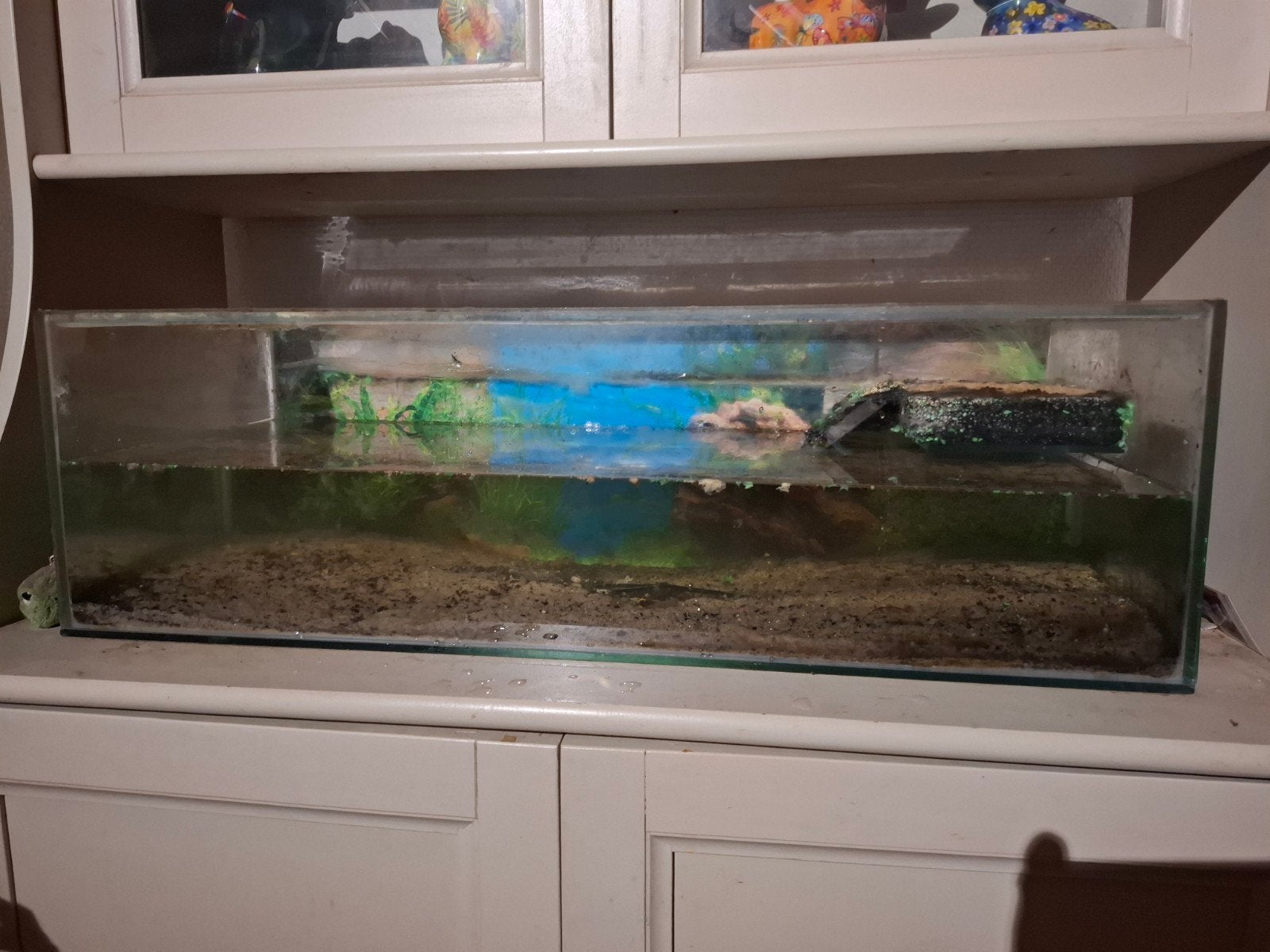 Schildpadden aquarium, Dieren en Toebehoren, Ophalen