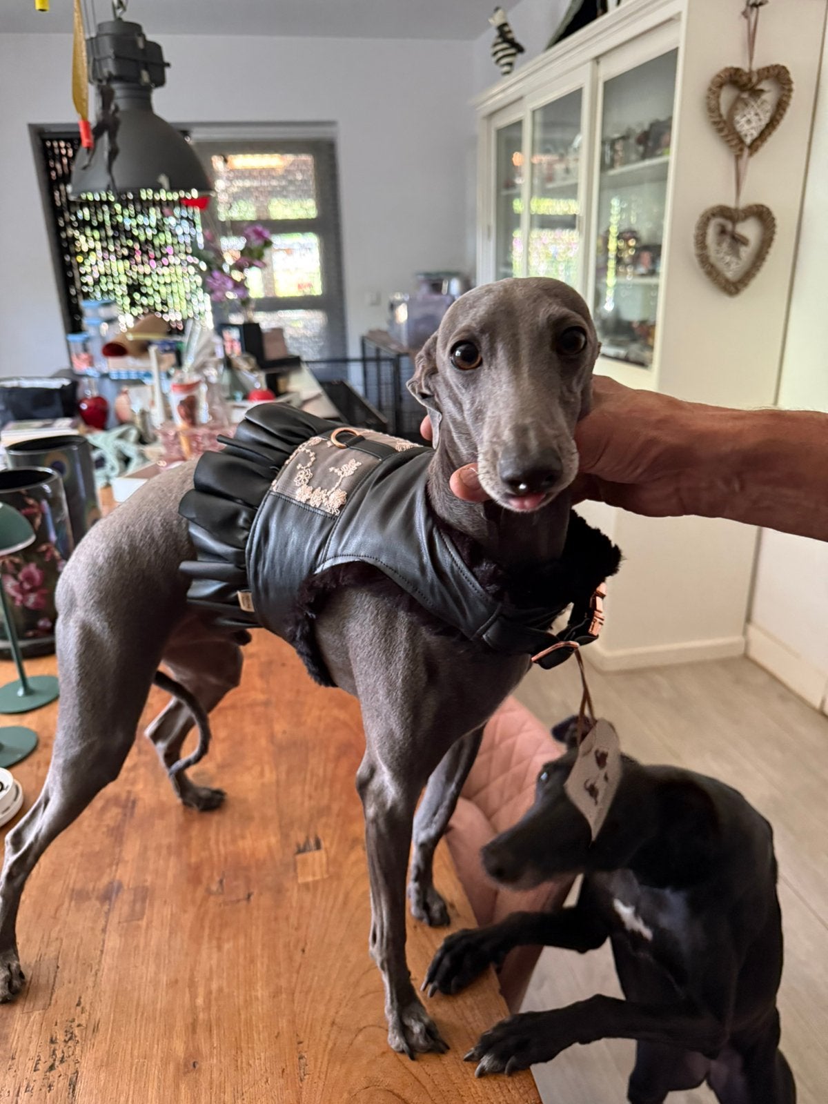 Truitjes Italiaanse windhond nieuw met bont, Dieren en Toebehoren, Ophalen, Nieuw, Hondenjas