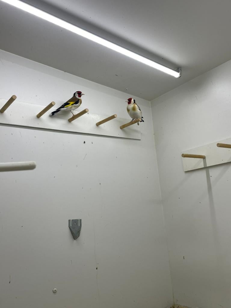 Majoor putter mannen, Mannelijk, Wildzangvogel