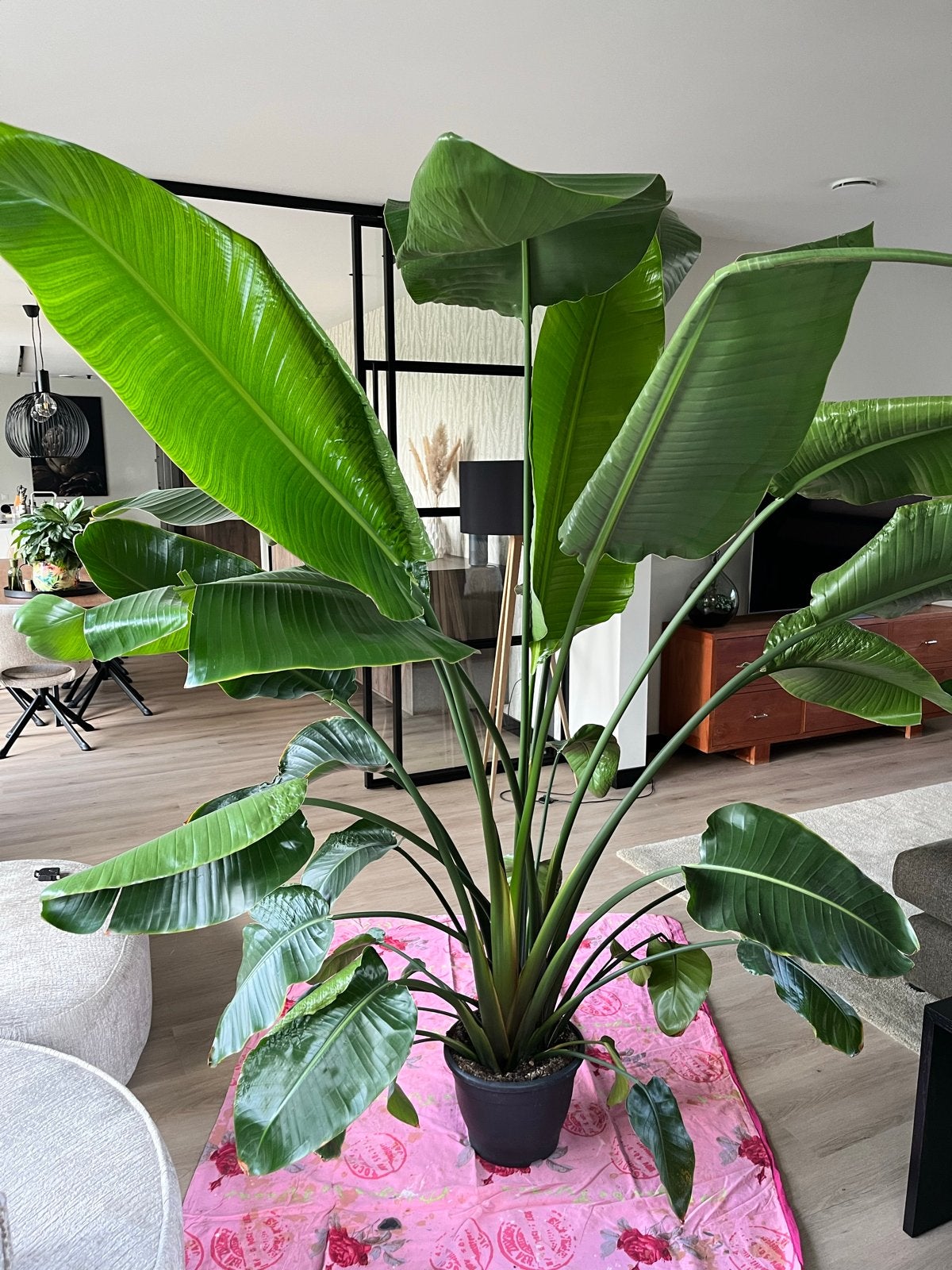 Strelitzia Nicolai (Paradijsvogelplant) 2,20m hoog, Huis en Inrichting, Ophalen, 200 cm of meer, Overige soorten, In pot