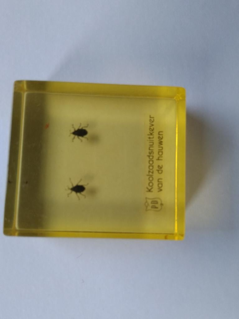 insect, Koolzaadsnuitkever in acryl, lesmateriaal, Hobby en Vrije tijd, Ophalen of Verzenden, Zo goed als nieuw, Meerdere media