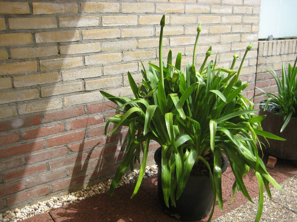 grote blauwe agapanthus in de knop, Ophalen, Vaste plant, Overige soorten, Volle zon