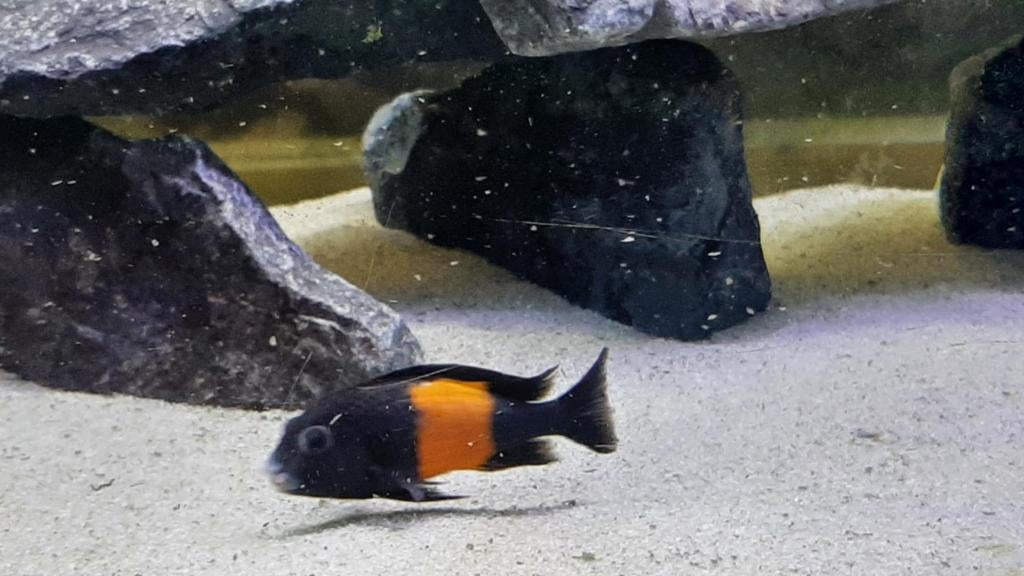 Tropheus Black Pemba, Dieren en Toebehoren, Vissen | Aquariumvissen, Vis