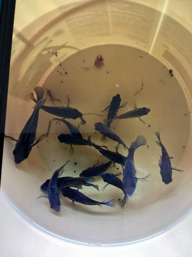 Te koop Aequidens pulcher (electric bleu acara), Vis