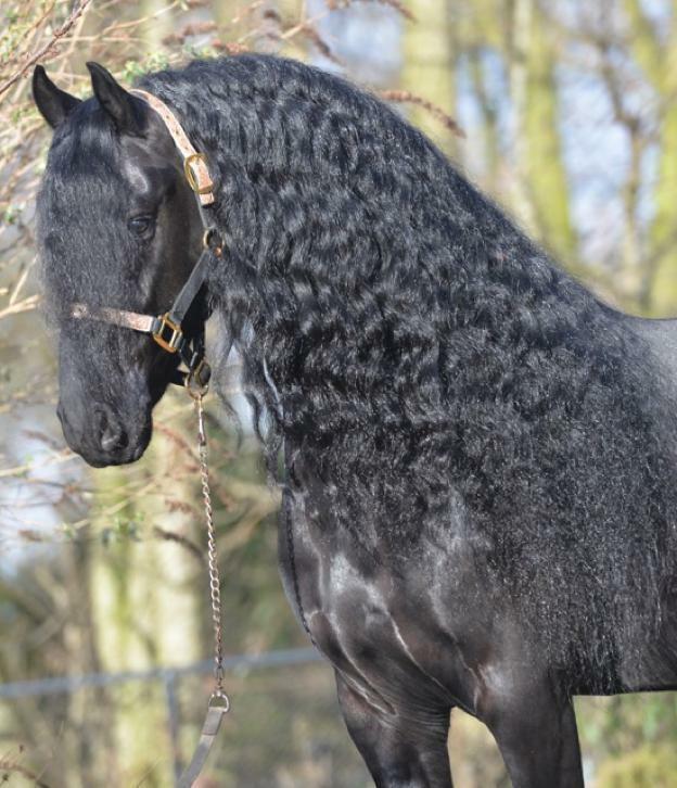 TE KOOP GEVRAAGD FRIESE HENGSTEN EN RUINEN, Dieren en Toebehoren, Paarden, Hengst, L, 3 tot 6 jaar