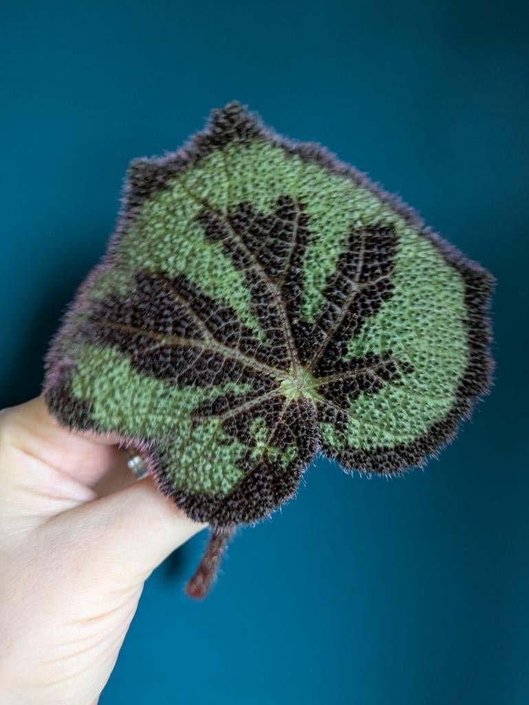 Begonia Masoniana / Iron Cross en Fedor stekje, Ophalen of Verzenden, Halfschaduw, Minder dan 100 cm