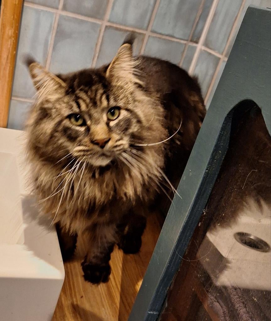 maine coon dekkater, mag dekkingen doen, stamboom, 0 tot 2 jaar