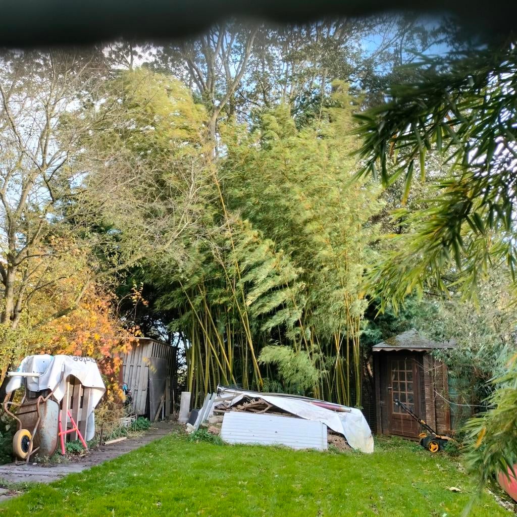 Bamboe, Tuin en Terras, Ophalen, Bloeit niet, Overige soorten, Halfschaduw