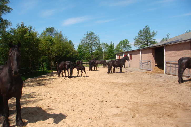 Friezen fokkerij Horperhoeve, Dieren en Toebehoren
