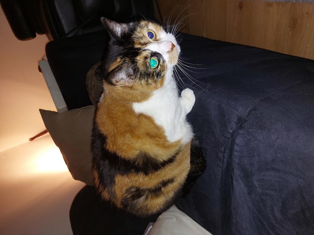 Europese korthaar tricolore, Poes