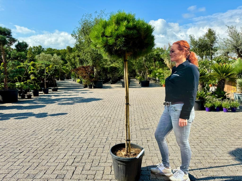 Pinus nigra Brepo op stam 170/180 cm planthoogte te koop!, Tuin en Terras, Ophalen of Verzenden, 100 tot 250 cm, Zomer, Volle zon