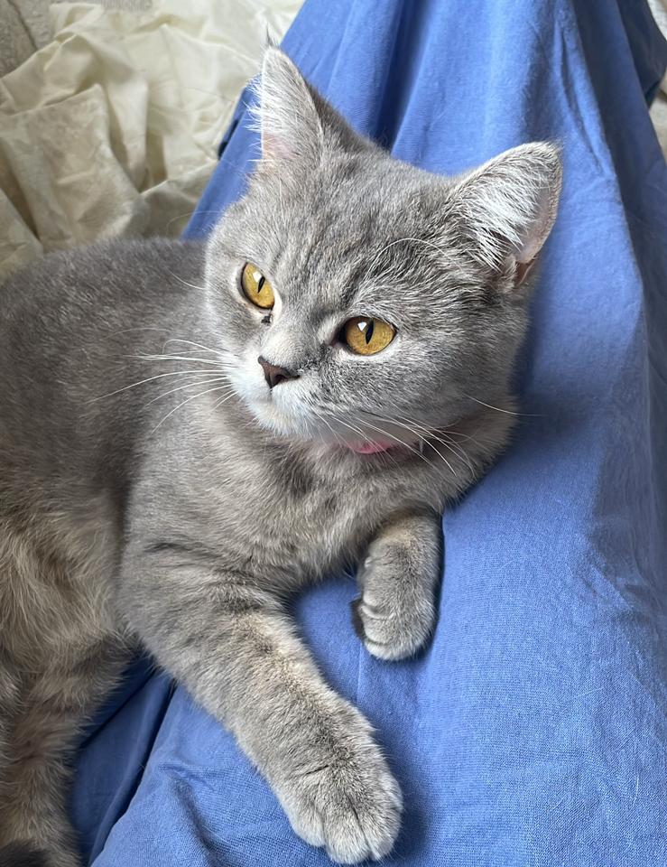 Britse korthaar poes gesteriliseerd, Dieren en Toebehoren, Poes, Met stamboom