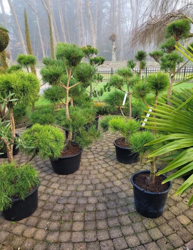 Pinus Sylvestris Ponpon in Pot - Sierlijke Tuinboom, Bloeit niet, Overige soorten, Minder dan 100 cm, Ophalen