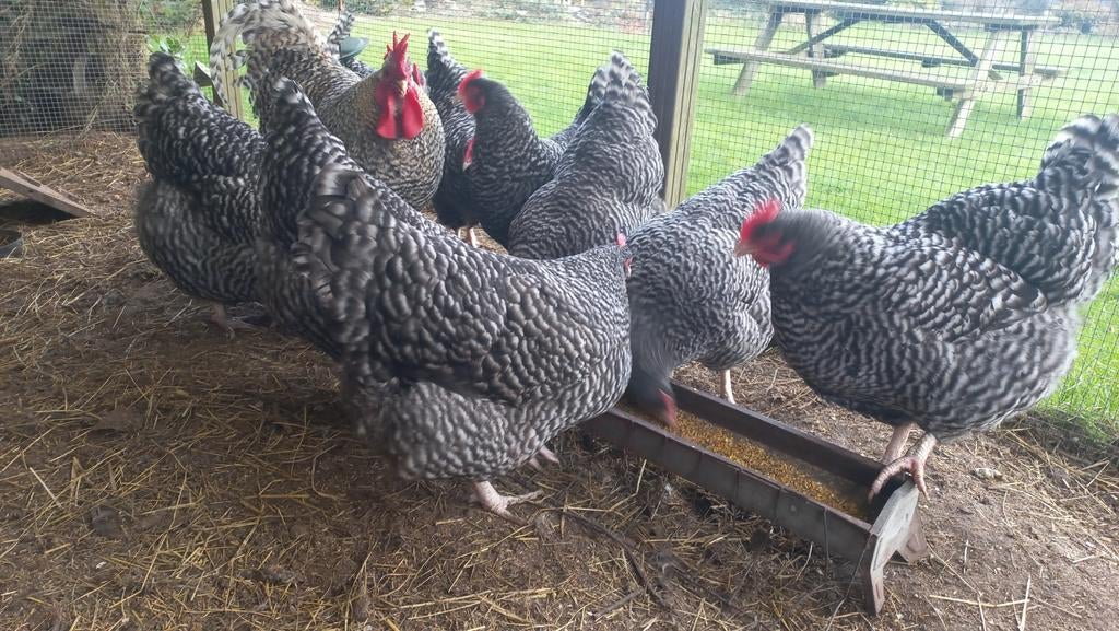 Broedeieren van Noord Hollandse Blauwe kippen/ hoenders, Dieren en Toebehoren, Kip