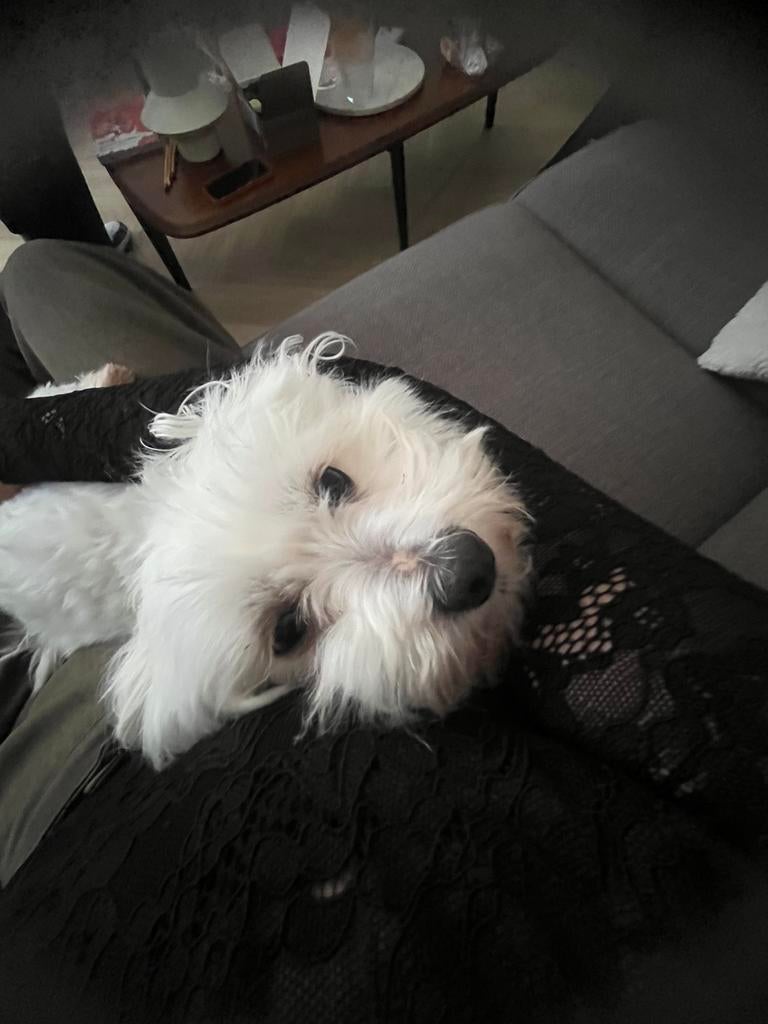 Maltezer teefje – interesse in puppy’s + gezocht dekreu(Frl), Dieren en Toebehoren, Honden | Chihuahua's en Gezelschapshonden