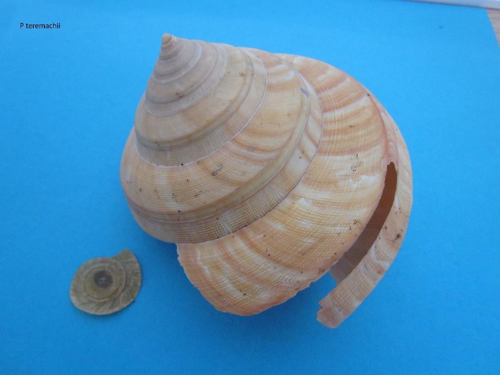 Schelpen: Mix 1, Verzenden, Schelp(en)