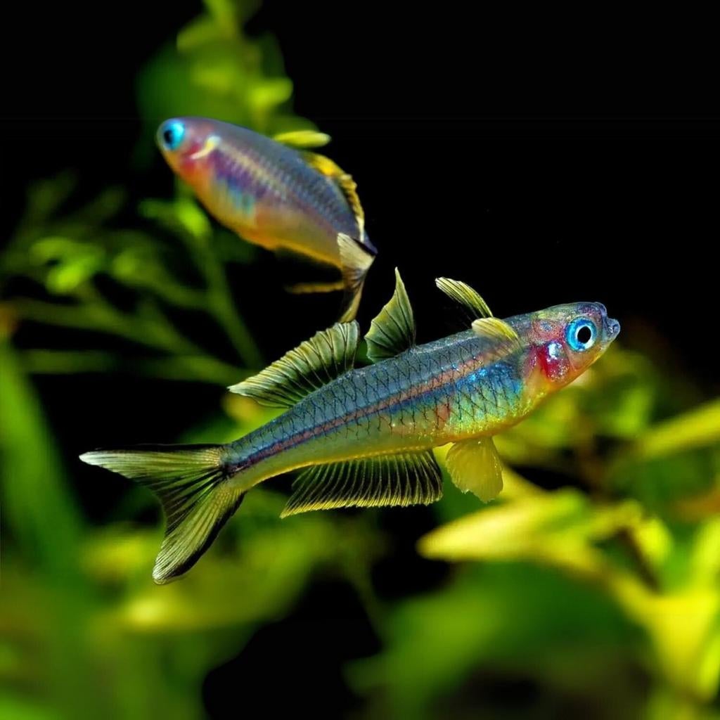 Forktail Blue Eye(Pseudomugil furcatus)-Vorkstaart regenboog, Dieren en Toebehoren, Vissen | Aquariumvissen, Vis