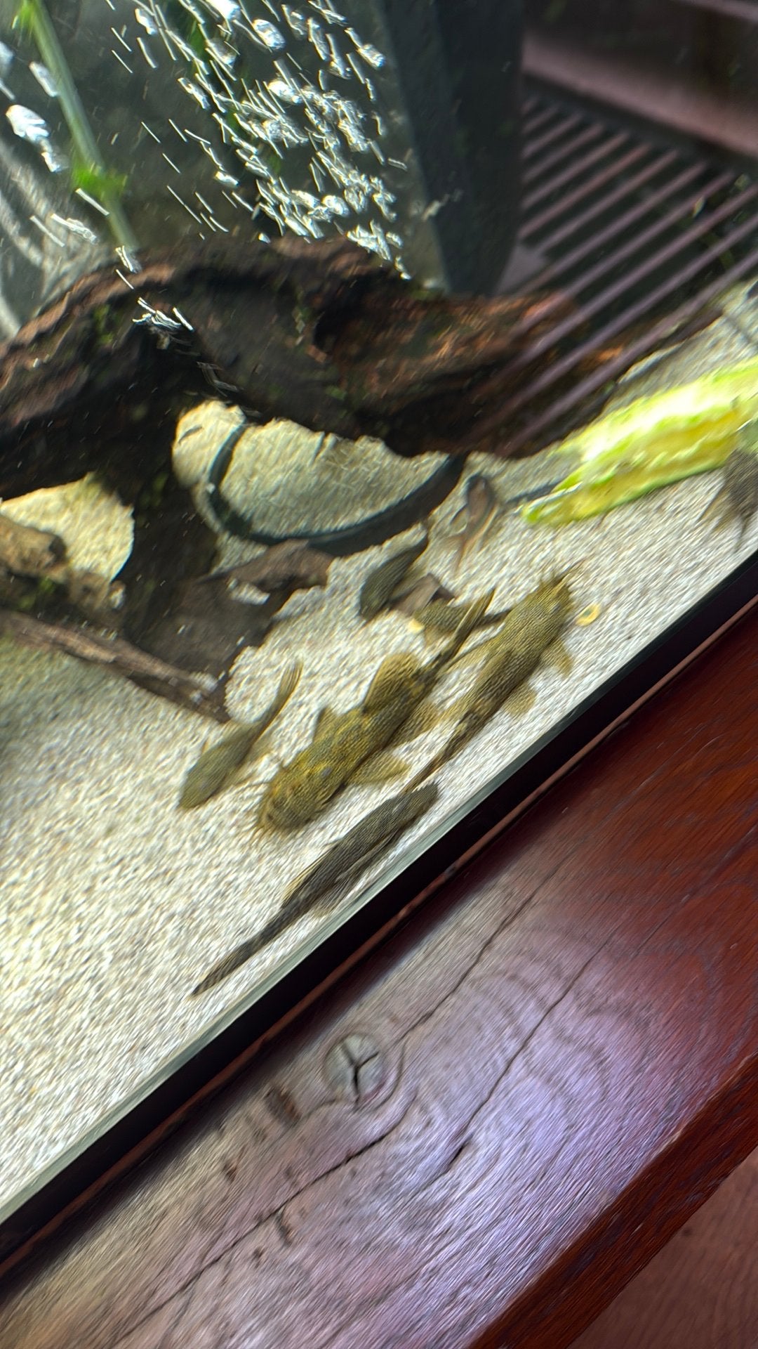 Ancistrus , borstelneus , algeneter, Dieren en Toebehoren, Vissen | Aquariumvissen, Vis