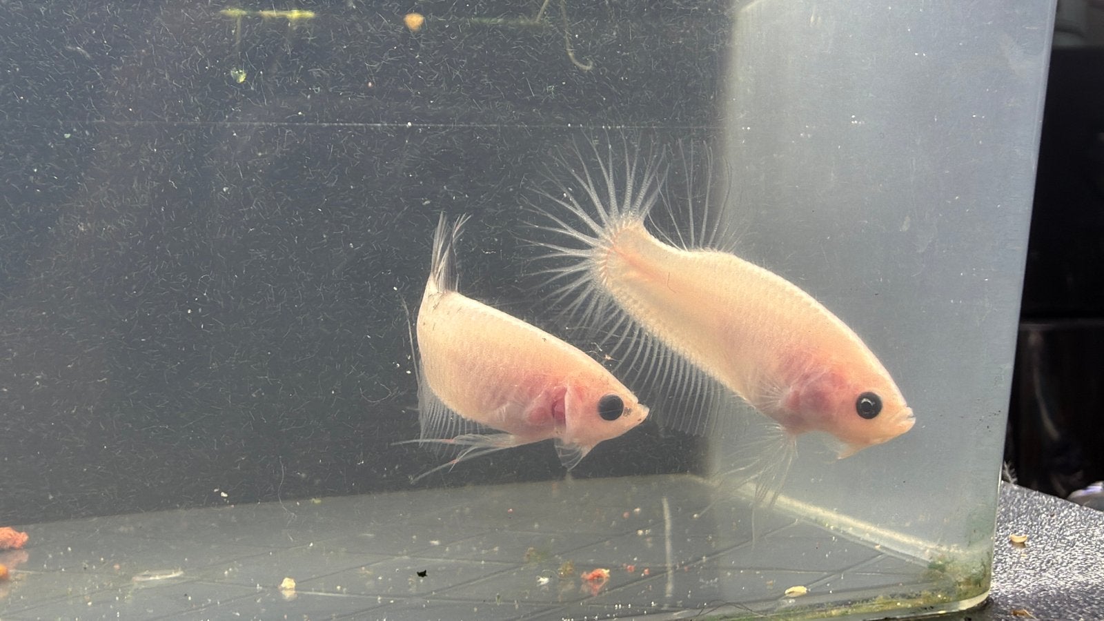 beautiful betta fish males, Dieren en Toebehoren, Vis, Zoetwatervis, Schoolvis