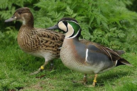 Siereenden, ganzen, kippen enz., Meerdere dieren, Eend