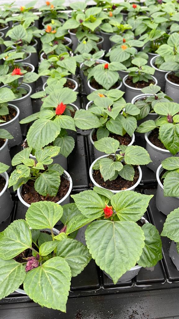 Vuursalie (12 voor €5), Tuin en Terras, Volle zon, Eenjarig, Zomer, Ophalen