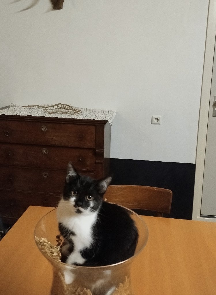 Kittens te koop, Dieren en Toebehoren, Meerdere dieren, Kortharig, 0 tot 2 jaar
