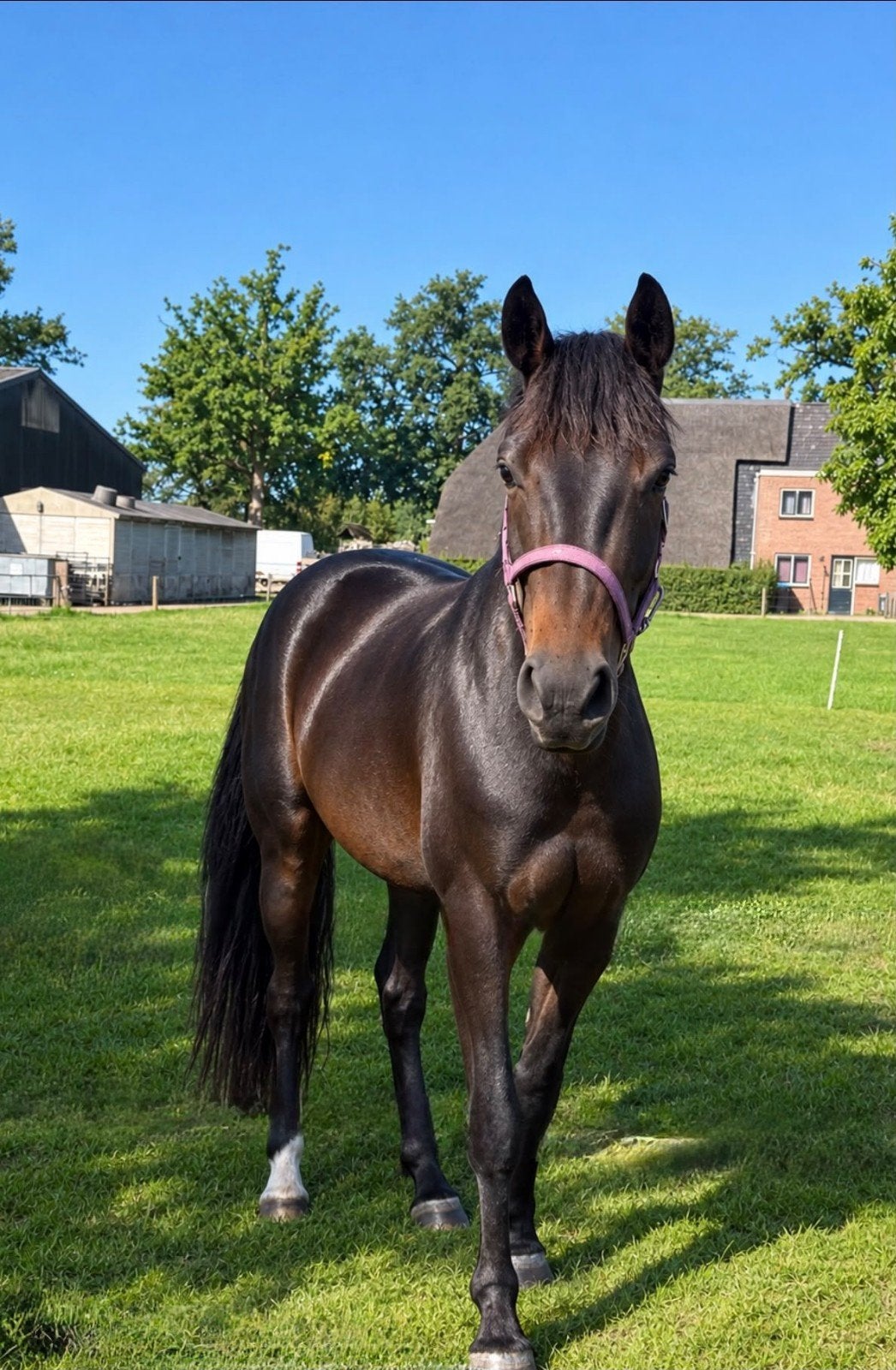 prachtige 3 jarige KWPNmerrie, Merrie, Met stamboom, Dressuurpaard, 3 tot 6 jaar