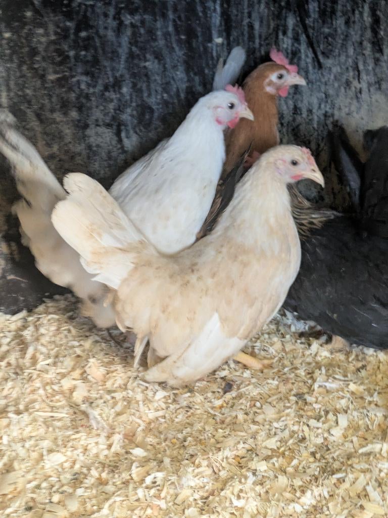 Chabo, Dieren en Toebehoren, Pluimvee, Meerdere dieren, Kip