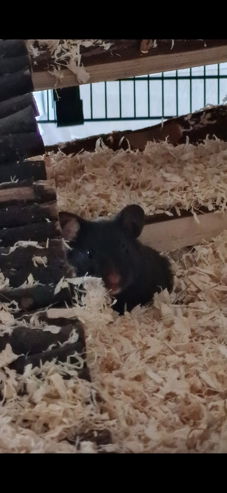 Mooie ruime kooi + hamster, Hamster, December, Vrouwelijk, Tam
