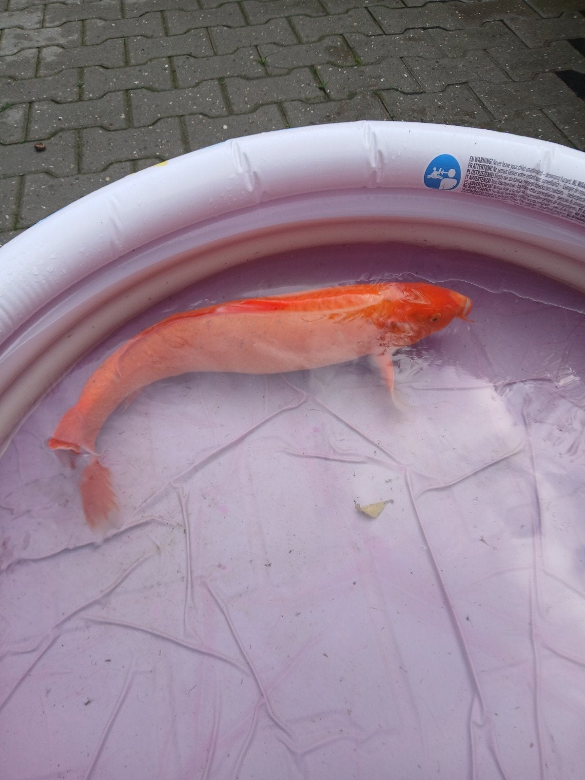 orange koi 55cm, Karper of Koi