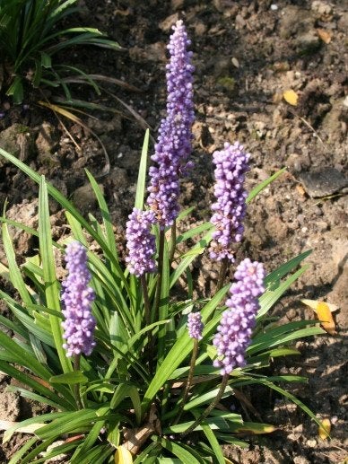 Liriope 'Moneymaker' - Leliegras, Vaste plant, Siergrassen, Ophalen of Verzenden, Halfschaduw