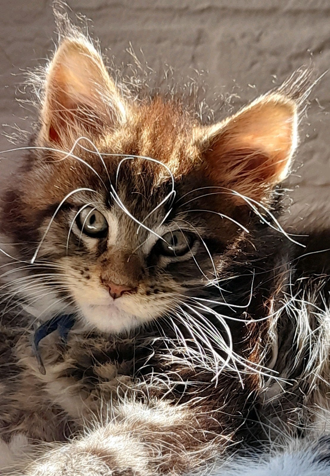 Mooie Maine Coon katertje met stamboom, Kater, Met stamboom, 0 tot 2 jaar