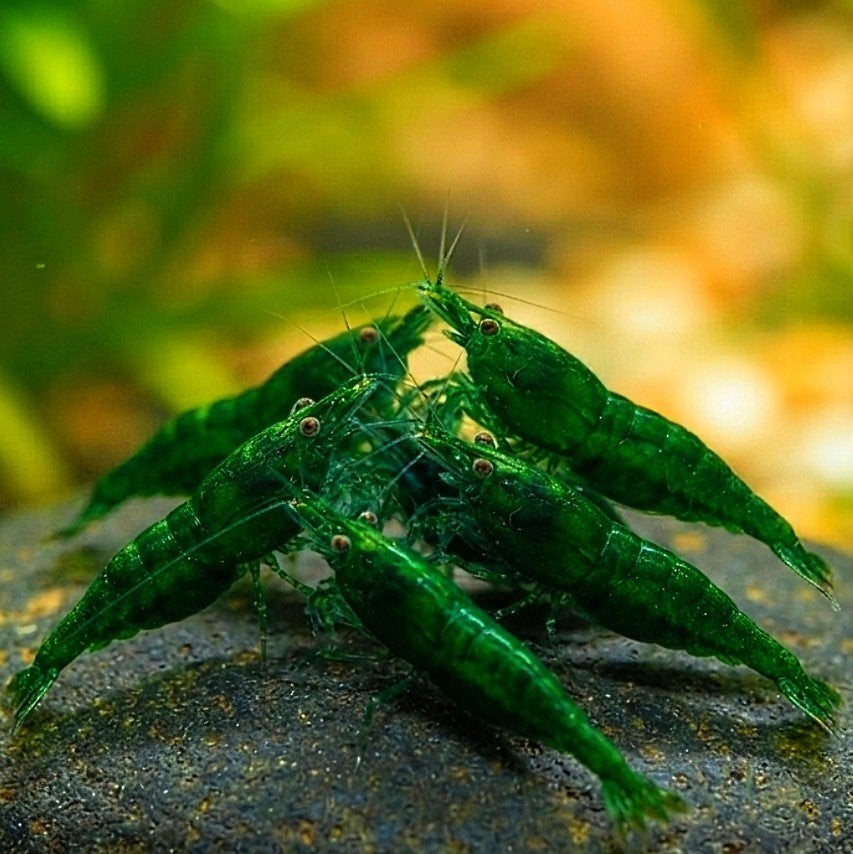 Green jade neocaridina, Kreeft, Krab of Garnaal, Zoutwatervis, Schoolvis