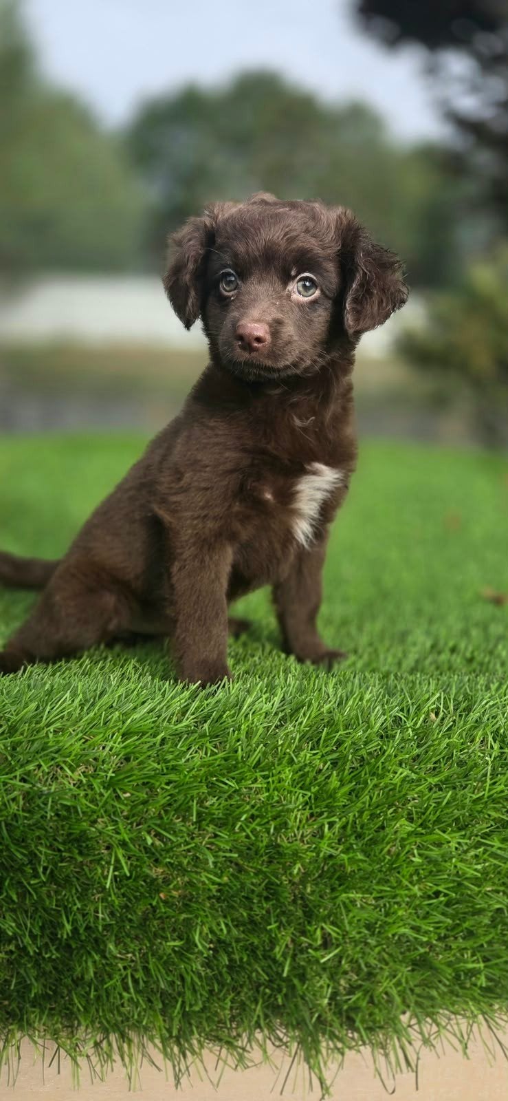 te koop Maltipoo x Boomer, Parvo, Nederland, 8 tot 15 weken, Teef